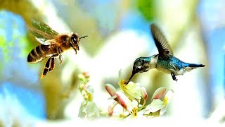 পৃথিবীর সবথেকে ছোট ১০টি পাখি  | Top 10 Smallest Bird you have ever seen | Cutest Bird