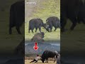 Epic Bull vs Bull Fight & Fearless Little Kid Like a God #animals #shorts