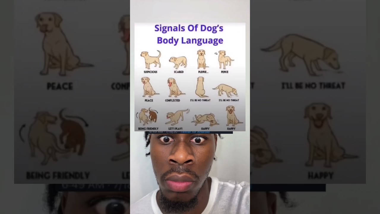 Signals of dog’s body language