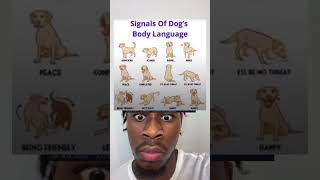 Signals of dog’s body language