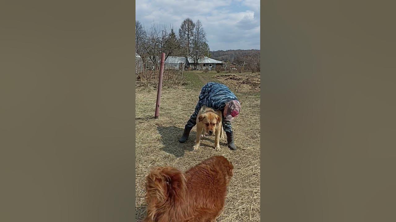 #dog Верхом на собаке я ещё не каталась!🐶🤦🤣 - YouTube