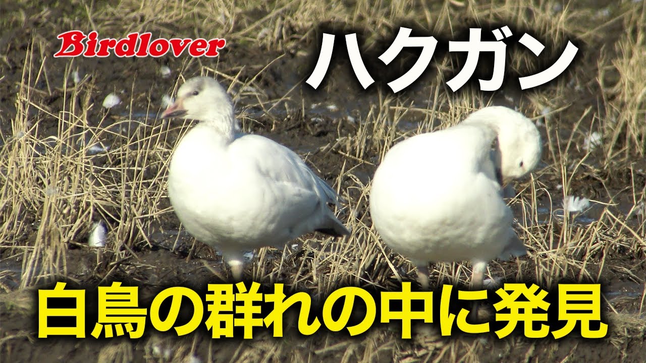 白鳥の群れの中に見つけたハクガン / Snow goose - YouTube