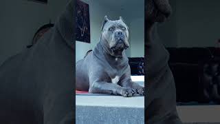 #ytshorts #funny #canecorso #viral #viralvideo #mastiff #youtubeshorts #video #dog