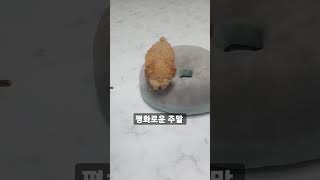 모모야 야옹해~ | 크림푸들 | 방석을 좋아해!
