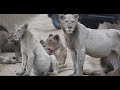 A Pride with Rare WHITE Lions Arrive! | The Virtual Safari #118