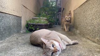 綺麗になった遊び場の路地ではしゃぐ猫達が可愛すぎた