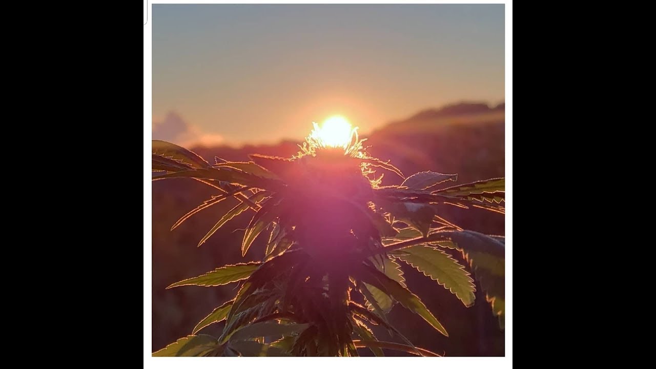 Creamsicle OG x Harley Quinn from Kanna YouTube