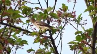 ムビる09259 コムクドリ♀ komukudori