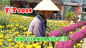 Tết 2024, tại vườn báo giá hoa cúc pha lê cúc hà lan, tết nguyên đán 2024