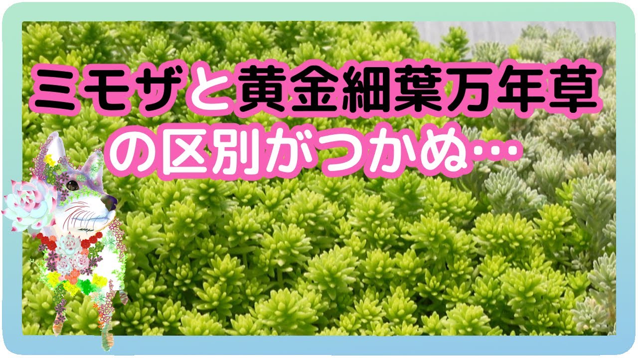 ミモザと黄金細葉万年草の見分けがつかぬ【ガーデニング 花相】【多肉