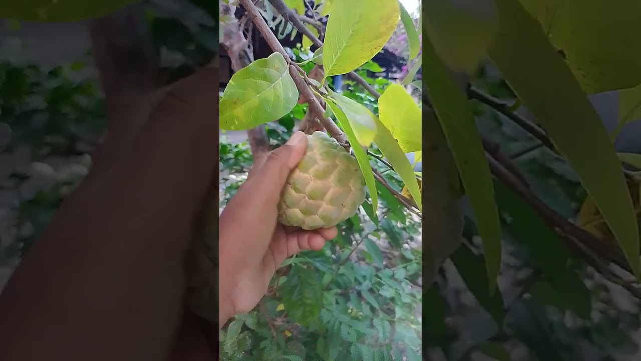 Фрукт Шрикая