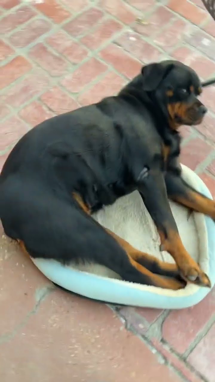 Large Rottweiler Likes Small Bed || ViralHog