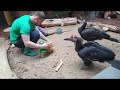Время обеда в зоопарке. Рогатые вороны и птица секретарь едят вкусное