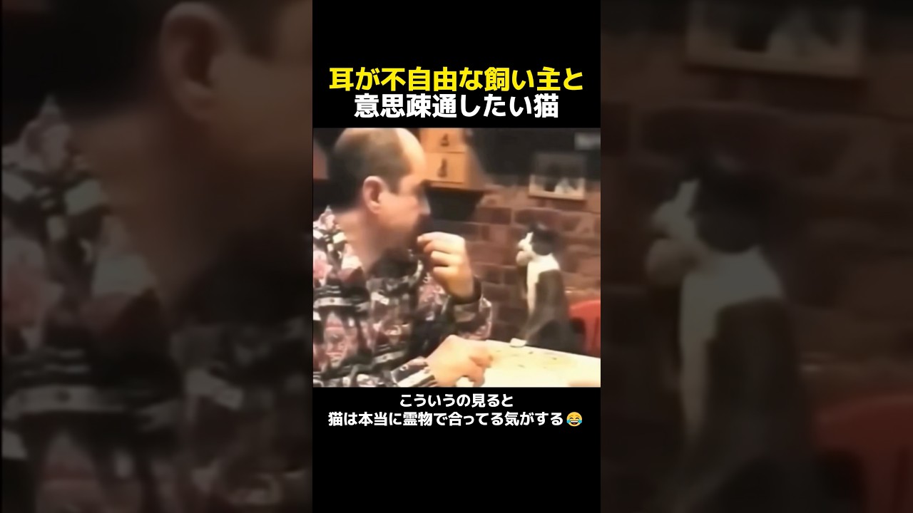 耳が不自由な飼い主と意思疎通したい猫