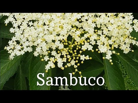 Video: Sambuco: Leggende E Proprietà Magiche Della Pianta