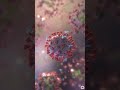 Antibody killing a Virus ! #virus #antibody #kill #human #body #defense #mechanism