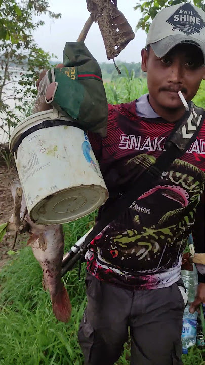 Betutu Babon terselamatkan  dari dalamnya sungai batang hari jambi #mancing #fishing #ikan #betutu