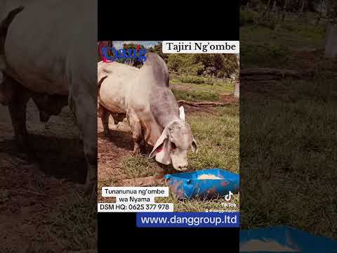 Ng Ombe Wa Borani Nyama Ya Taifa 