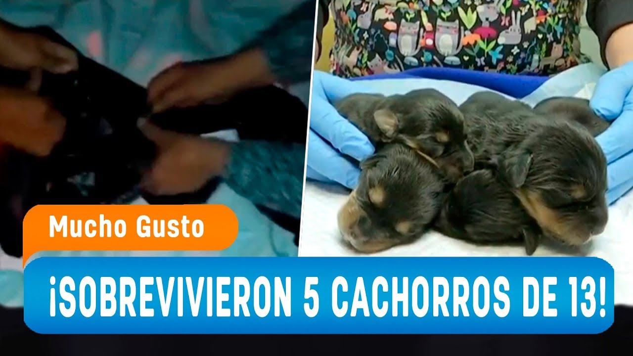 Cachorros fueron abandonados en una bolsa de basura y rociados con insecticida – Mucho Gusto 2019