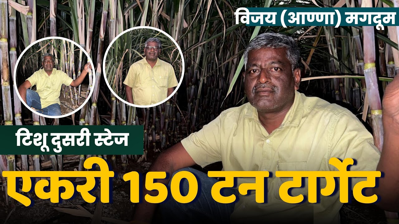 टिशू दुसरी स्टेज | एकरी 150 टन टार्गेट | विजय आण्णा मगदूम | गन्ना मास्टर तंत्रज्ञान | कर्नाटक |