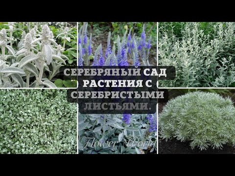 Серебряный сад – 7 растений с серебристыми листьями.🌼