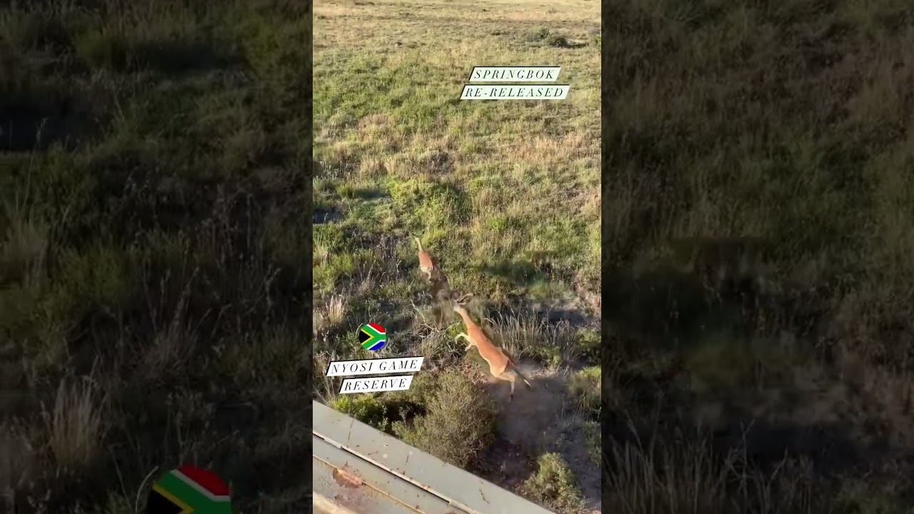 FREEDOM! | Impalas released back into the wild 