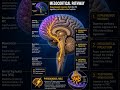 Mesocortical Pathway: The Brain’s Thinking Circuit