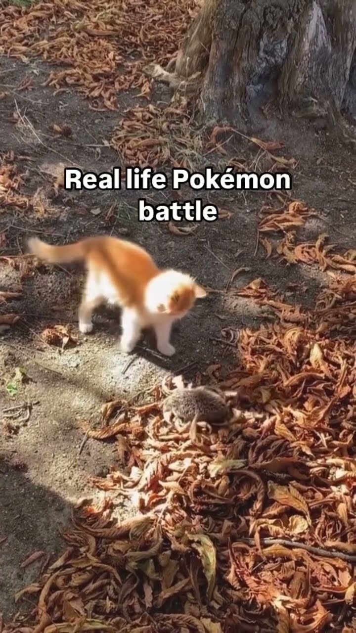 Pokemon battle caught in 4k let the real win you know what I’m saying