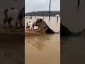 Flood Rescue: A Goat's Escape Ride on a Dog's Back #pet #funnypet