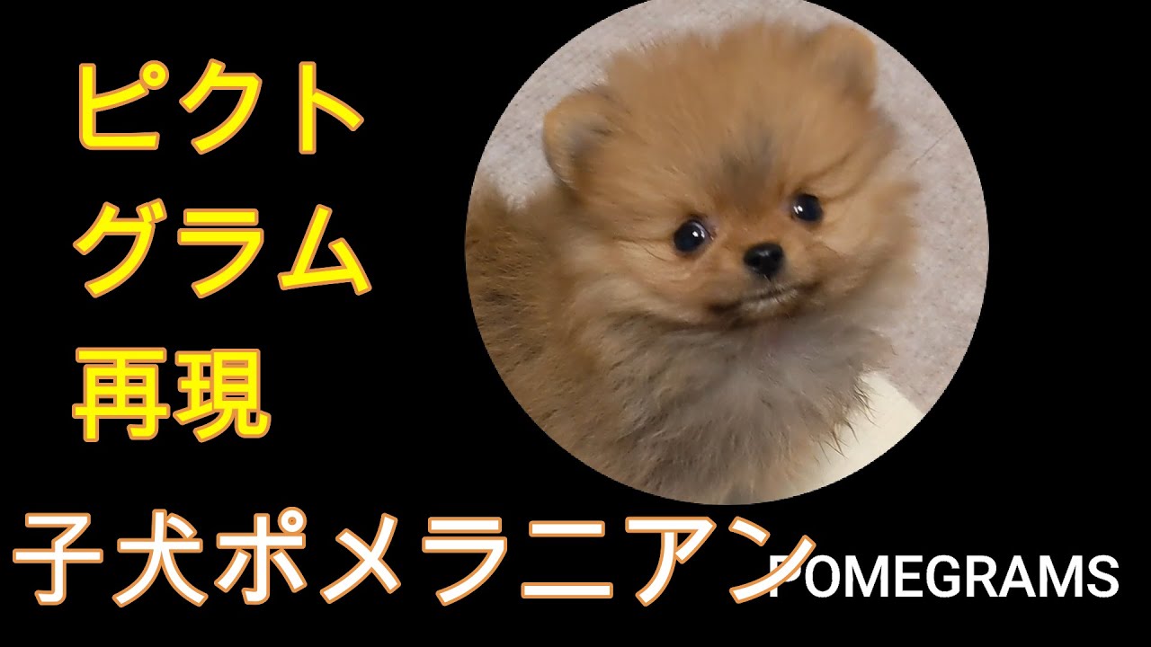 ピクトグラム風 子犬ポメラニアンのかわいいシーン集 ポメリンピック Youtube