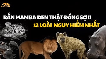 13 loài động vật nguy hiểm nhất ở lục địa Châu Phi. Rắn mamba đen thật đáng sợ !!
