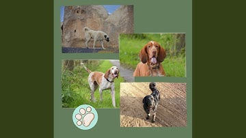 Pulsating Ambience for Doggy Safe Space