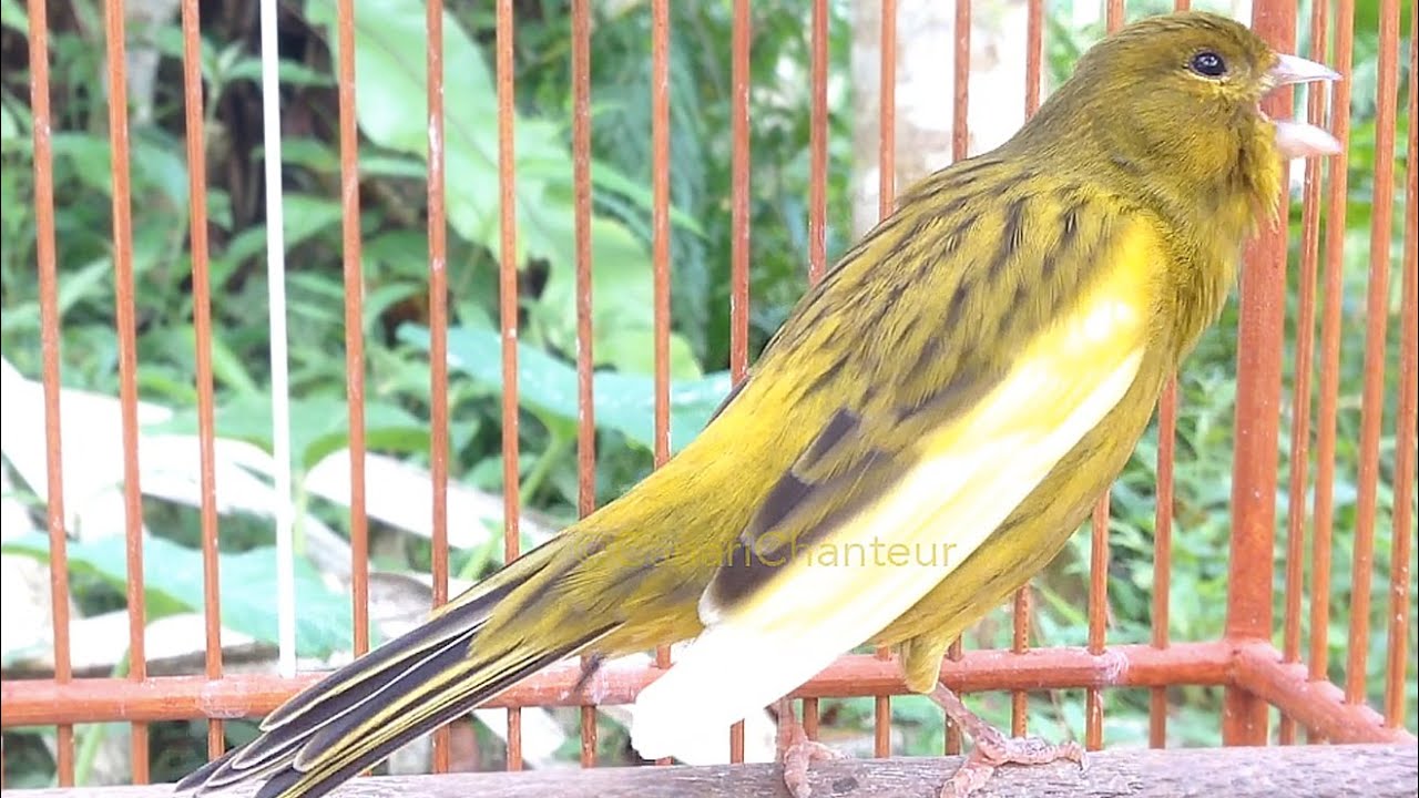 تغريد كناري ناري لإيقاظ أي كناري نائم