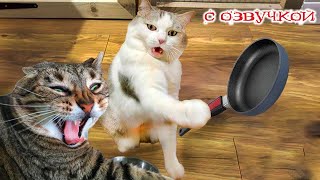 Funny animals! Funniest Cats and Dogs - 85 by Domi show 257,103 views 2 months ago 19 minutes