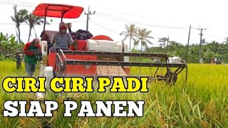 Ciri ciri padi siap panen