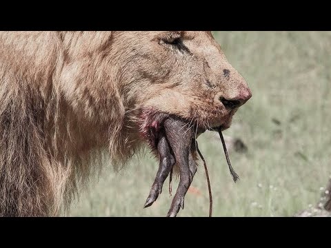 Video: Kapıda çalışan bir köpek durdurmak