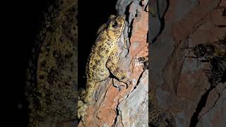 One Honey Bee Was All It Took to Teach This Toad a Lesson