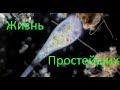 Жизнь простейших