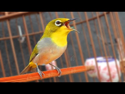 Vành khuyên líu đấu | Kích lửa vành khuyên líu đấu, SIÊU HAY. Khuyên líu kích bổi | khuyên líu. bird