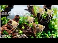 【アクアリウム】高級魚アルタムエンゼルをお迎えしました/アルタムエンゼル/aquarium/vlog/#26