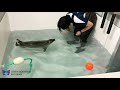 【海遊館】ワモンアザラシのミゾレと掃除