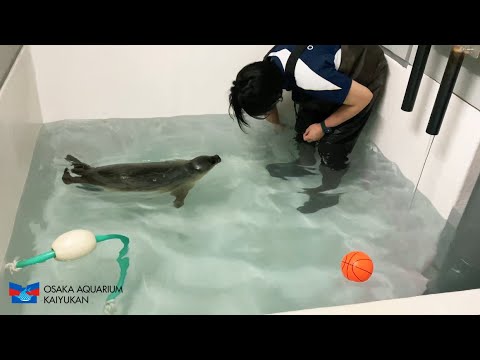 【海遊館】ワモンアザラシのミゾレと掃除