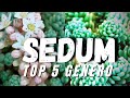 SEDUM  #TOP5GENERO