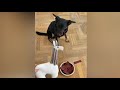 Cake cutting compilation vs dog funny reaction