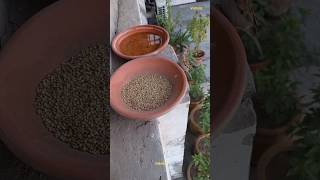 sparrow birds cute chirping #birdfeeding #shorts