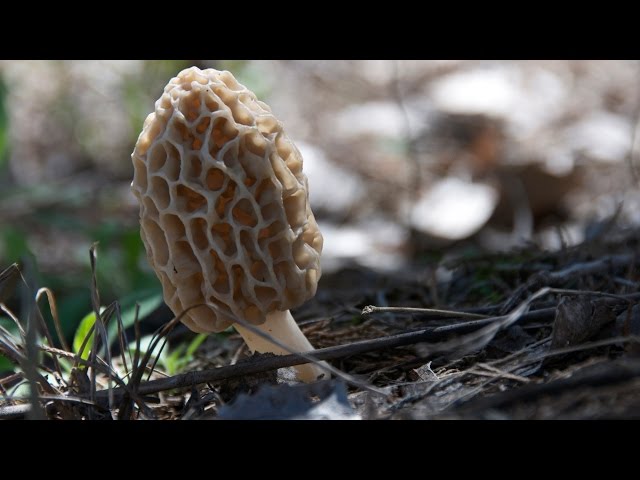 Watch How to Hunt Morel Mushrooms on YouTube.