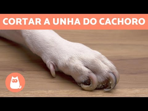 Vídeo: Como Aparar As Garras De Um Cachorro