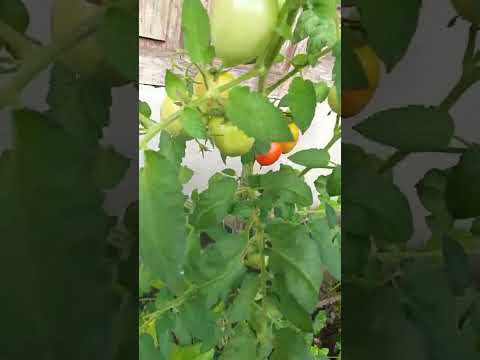 Video: Kapan tomat memerah?