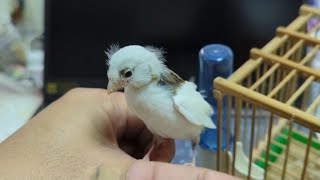 Hand Feeding White Canary 20230823 by Nissan Tseng 2,242 views 8 months ago 1 minute, 41 seconds