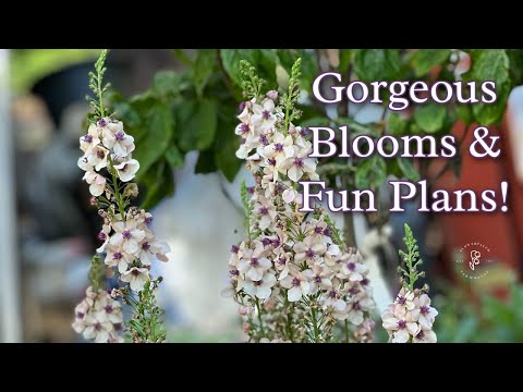 Videó: Nyári napforduló Kertészkedés – Útmutató a nyári ültetés első napjához